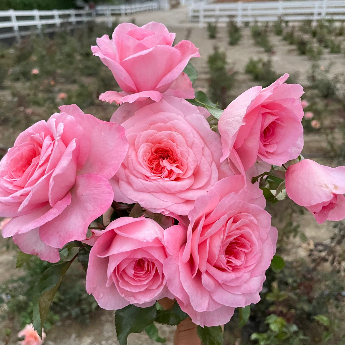 Sunbelt® Savannah™ Bare Root Rose Bush