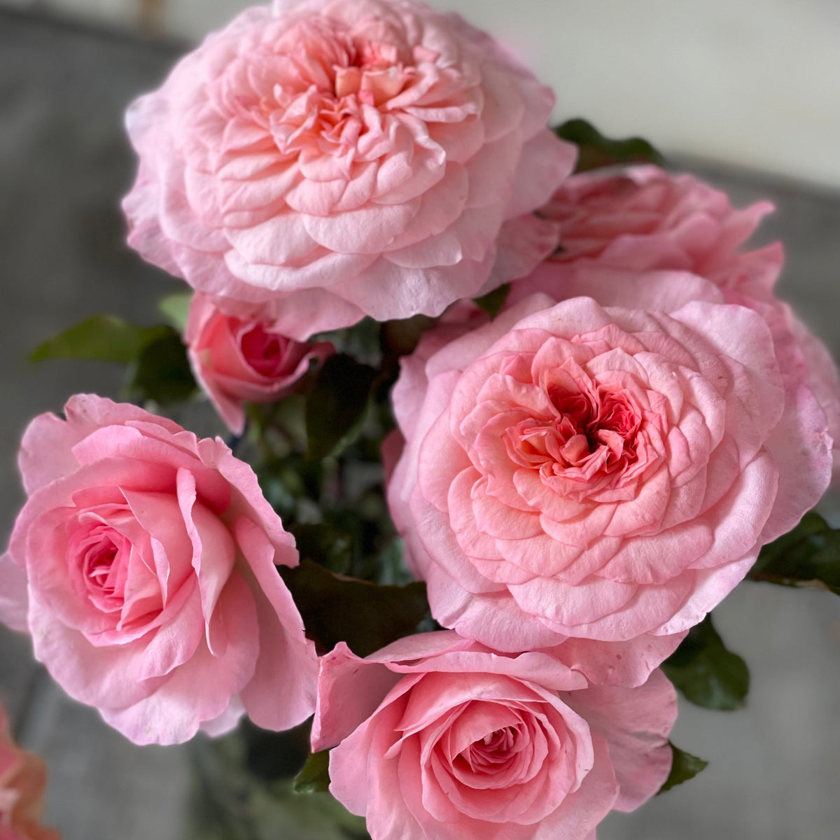 Sunbelt® Savannah™ Bare Root Rose Bush