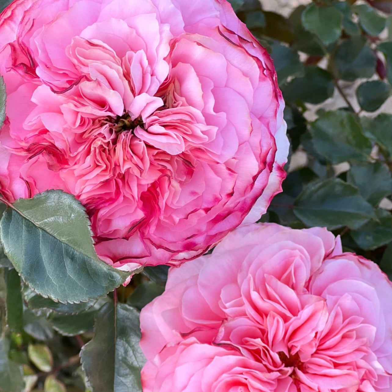 Sunbelt® Savannah™ Bare Root Rose Bush