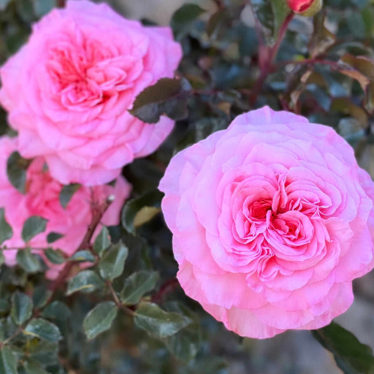 Sunbelt® Savannah™ Bare Root Rose Bush