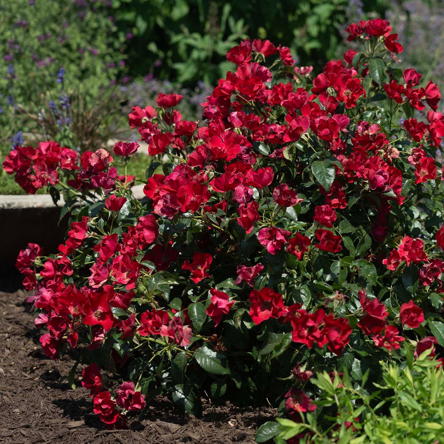 Ribbons of Roses™ Bundles of Bare Root Roses - Scarlet Drift® - Pack of 10