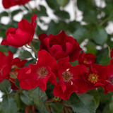 Scarlet Drift® Bare Root Rose Bush