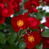 Scarlet Drift® Bare Root Rose Bush