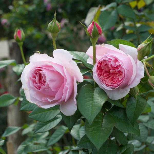 Scentuous™ Bare Root Rose Bush