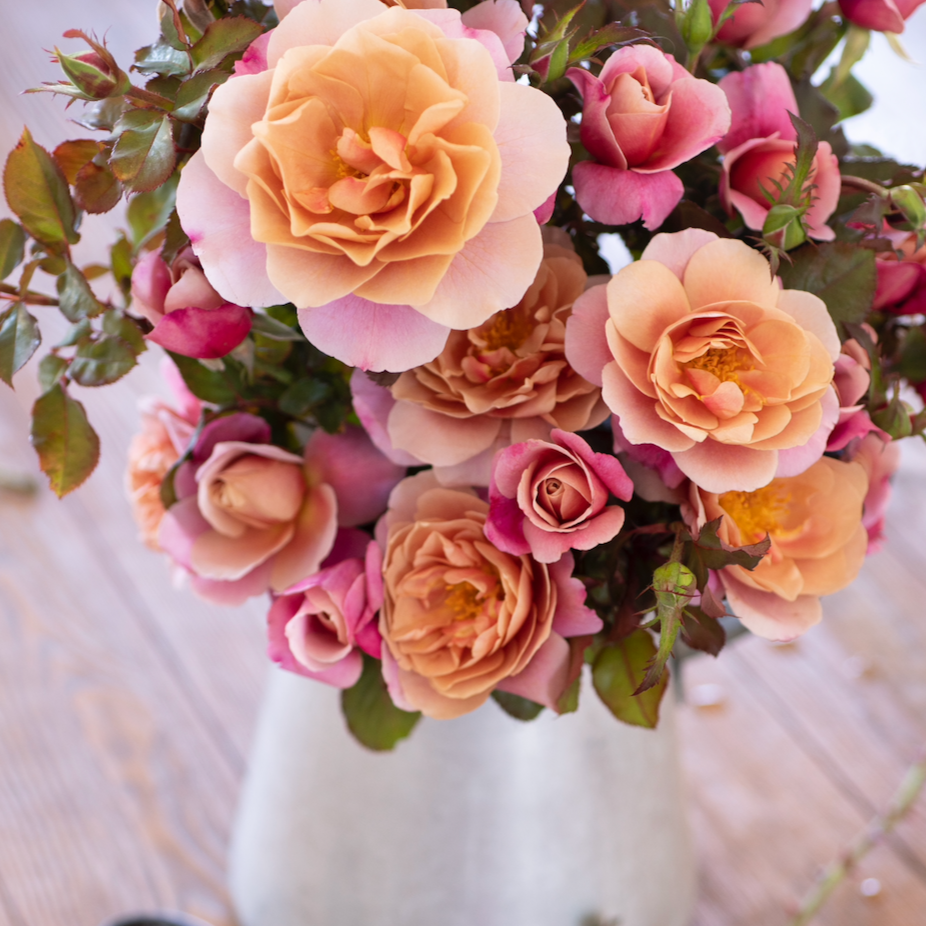 GARDEN ROSES: The Complete Guide to Growing & Arranging Spectacular Blooms *Signed Copy*