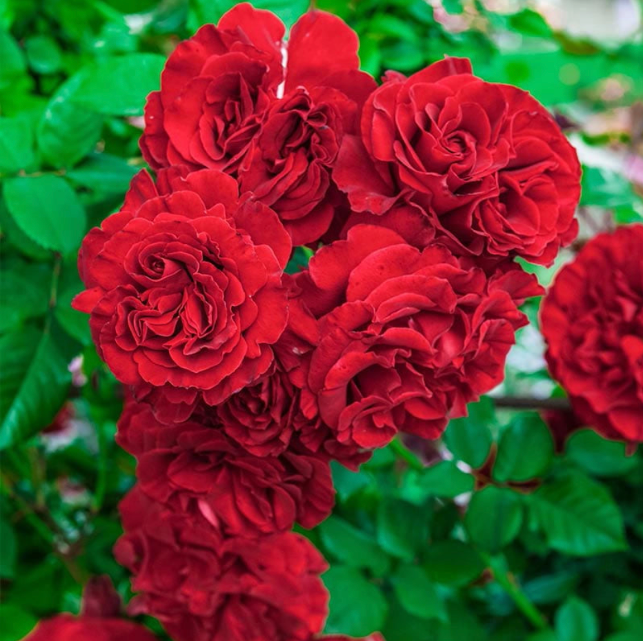 Lady In Red™ Bare Root Climbing Rose