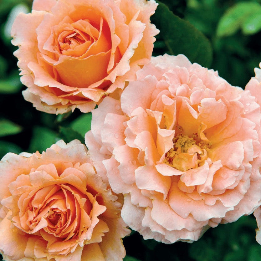 Polka™ Potted Climbing Rose