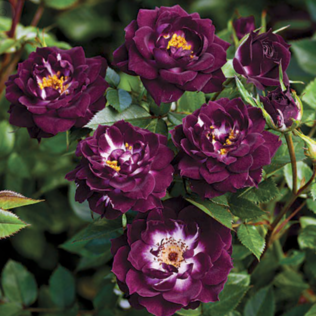 Diamond Eyes™ Potted Rose Bush