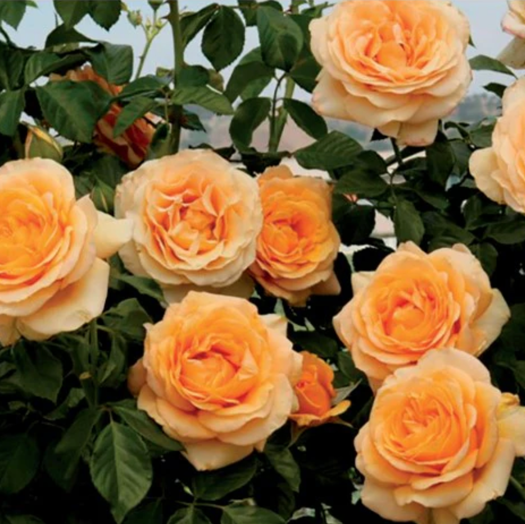 Golden Opportunity™ Bare Root Climbing Rose Bush