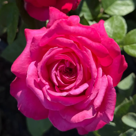 Adélaïde-Grace™ Potted Rose Bush