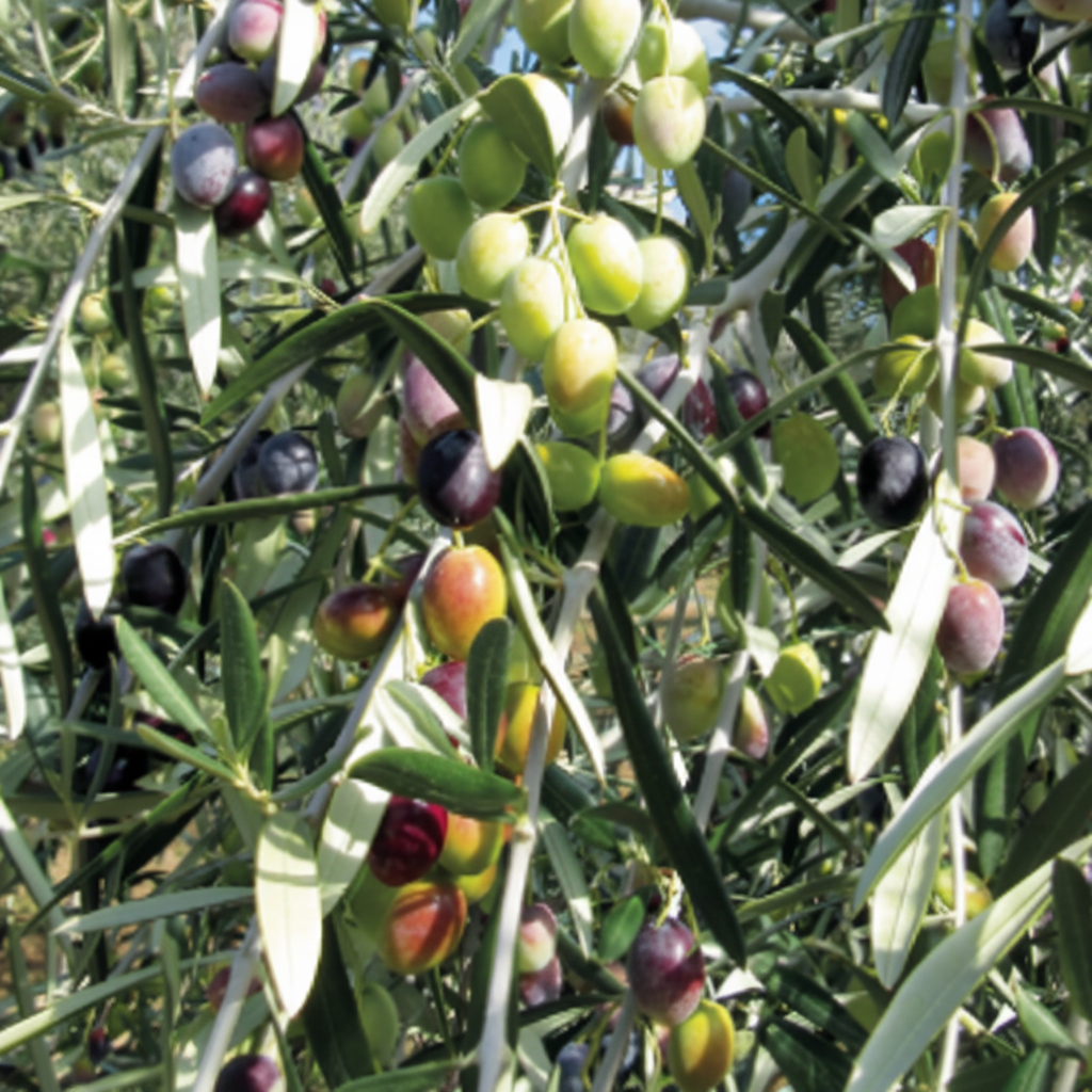 OLIVE TREE - Frantoio Potted Olive Tree