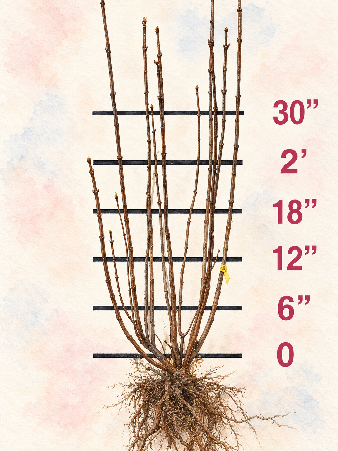 Sensation Bare Root Lilac Bush