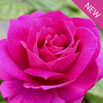True Bloom Roses® True Serenity™ Bare Root Rose Bush