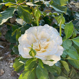 Shirley's Bouquet™ Potted Rose Bush