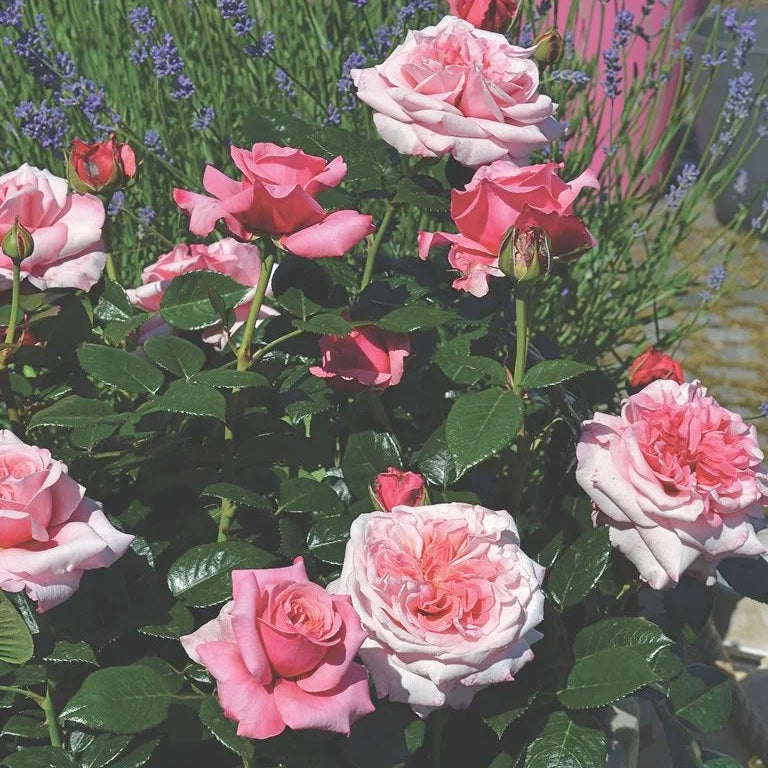 Fragrant Showpiece™ Blush Bare Root Rose Bush