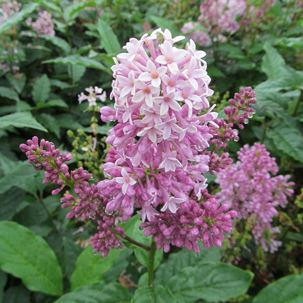 Minuet Bare Root Lilac Bush