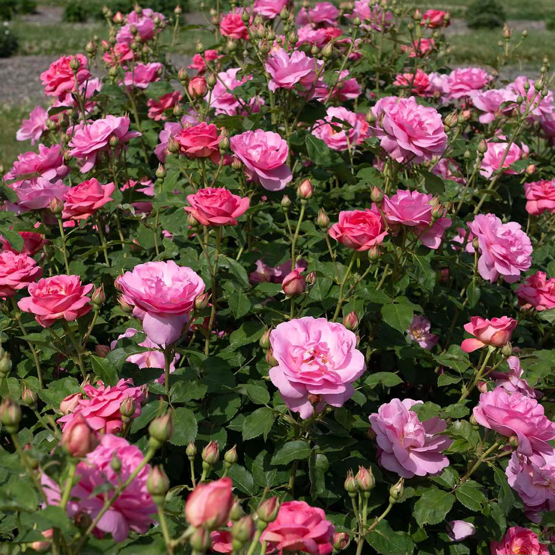 Sitting Pretty™ Potted Rose Bush