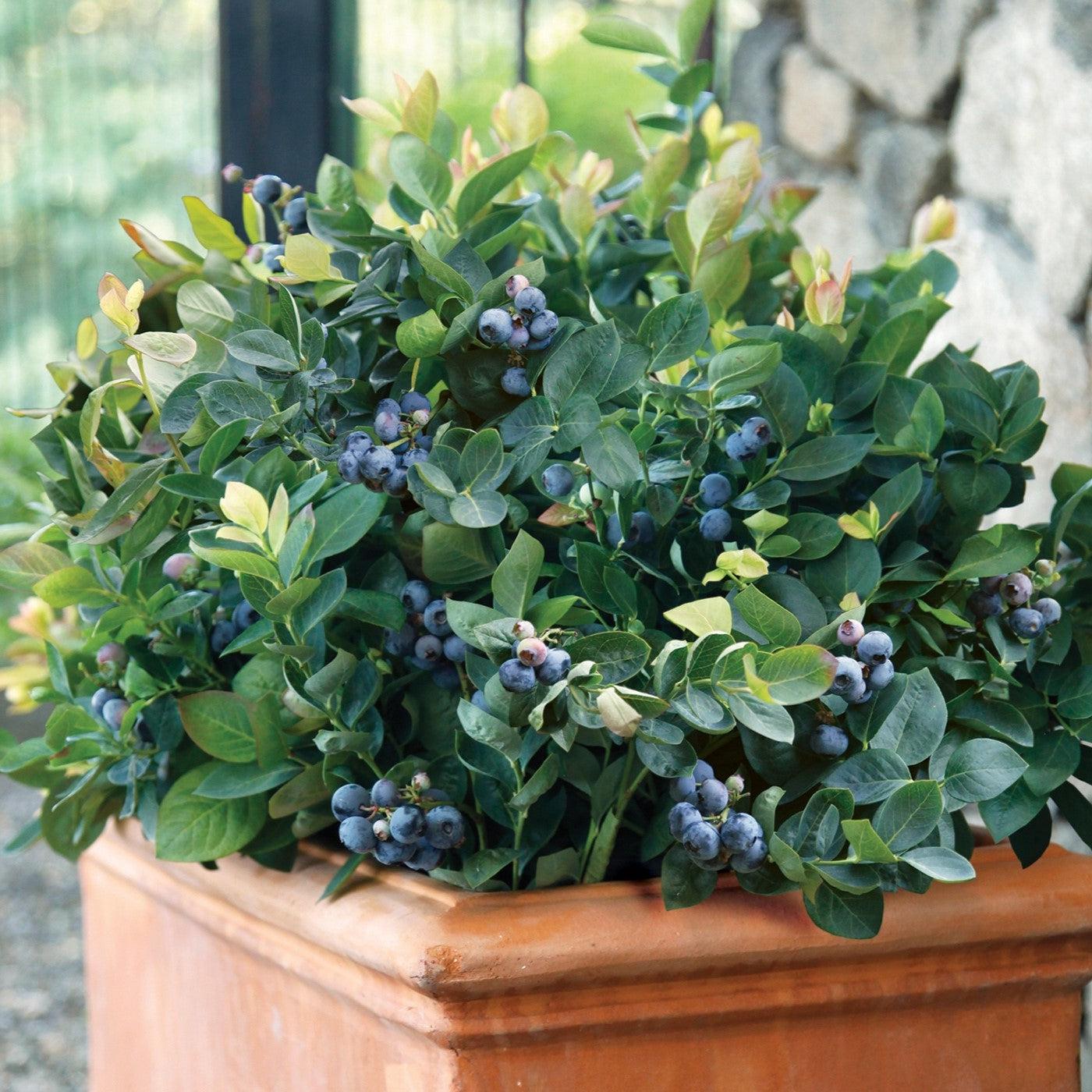 Blueberry Bushel & Berry® Peach Sorbet® Potted Blueberry Plant