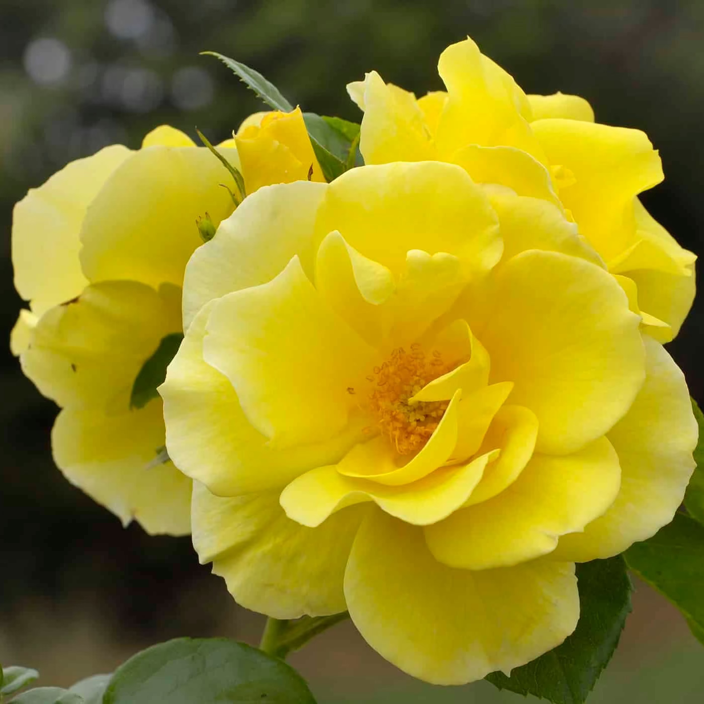 Smiley Face™ Bare Root Climbing Rose