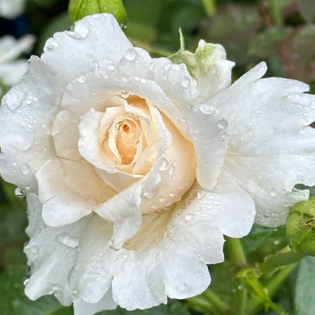 Soft & Sweet™ Bare Root Rose Bush