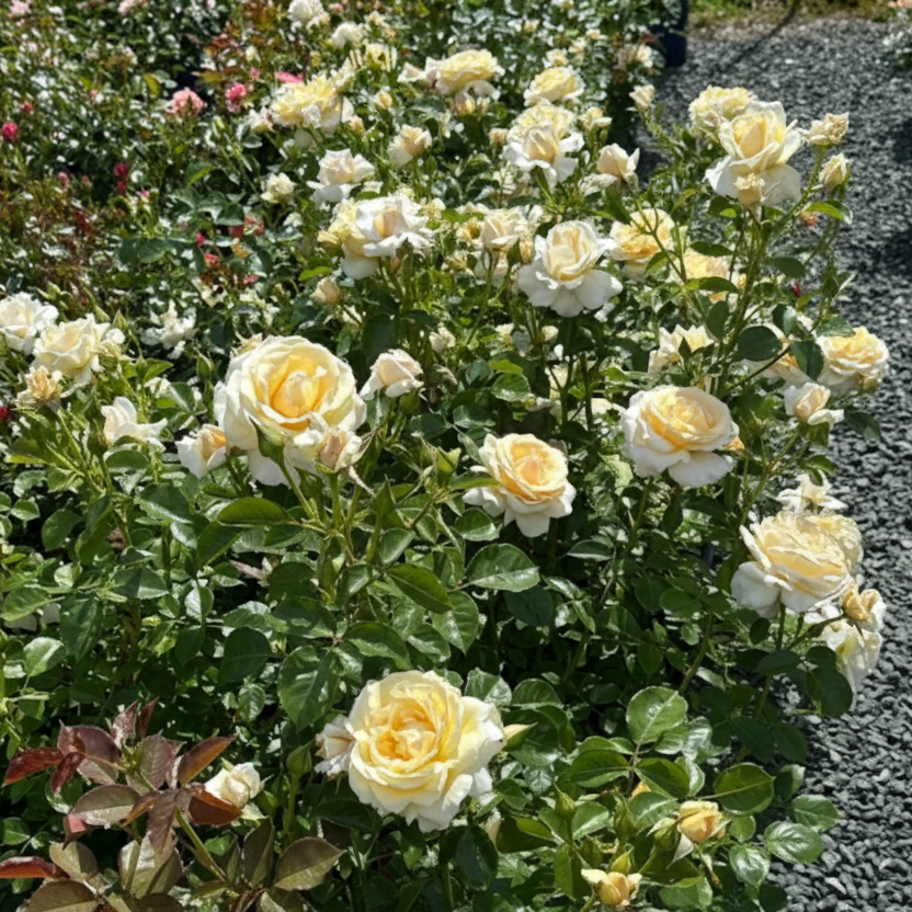 Soft & Sweet™ Bare Root Rose Bush