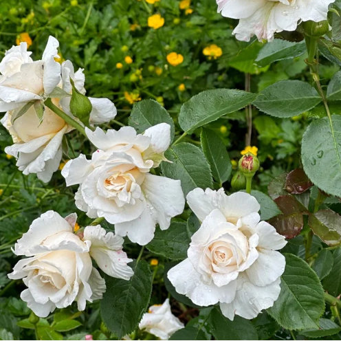 Soft & Sweet™ Bare Root Rose Bush