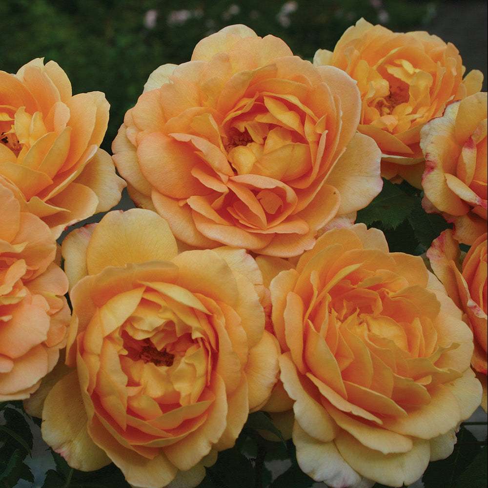 Sonnenwelt™ Bare Root Rose Bush