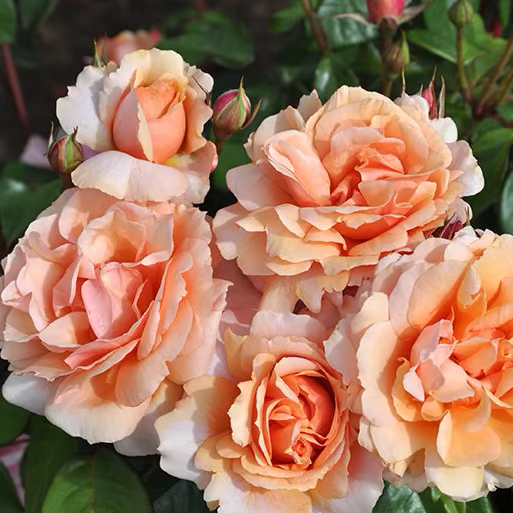 Sunbelt® Soul Sister™ Bare Root Rose Bush
