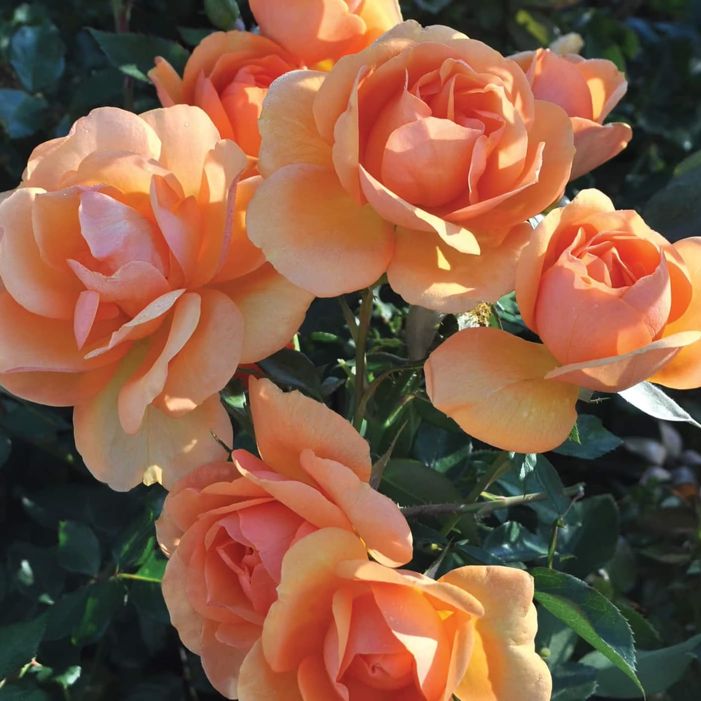 Sunbelt® South Africa® Bare Root Rose Bush