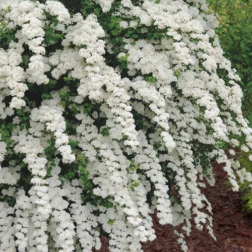 Bridal Wreath Spiraea 'Renaissance' Potted Bridal Wreath Spirea Bush