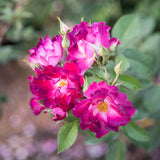 Stormy Weather™ Potted Climbing Rose Bush