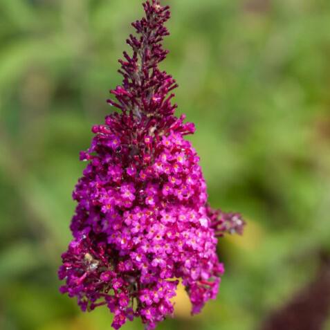 Butterfly Bush Funky Fuchsia™ Potted Butterfly Bush Plant