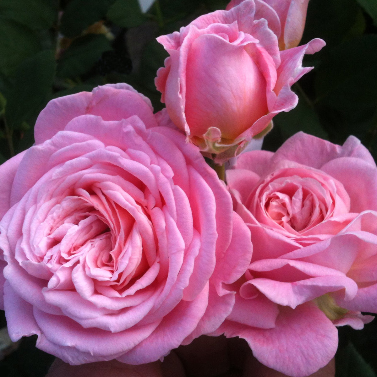 Parfuma® Summer Romance™ Bare Root Rose Bush