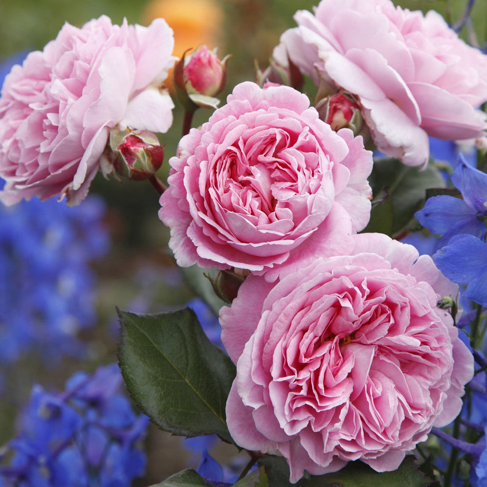 Parfuma® Summer Romance™ Bare Root Rose Bush