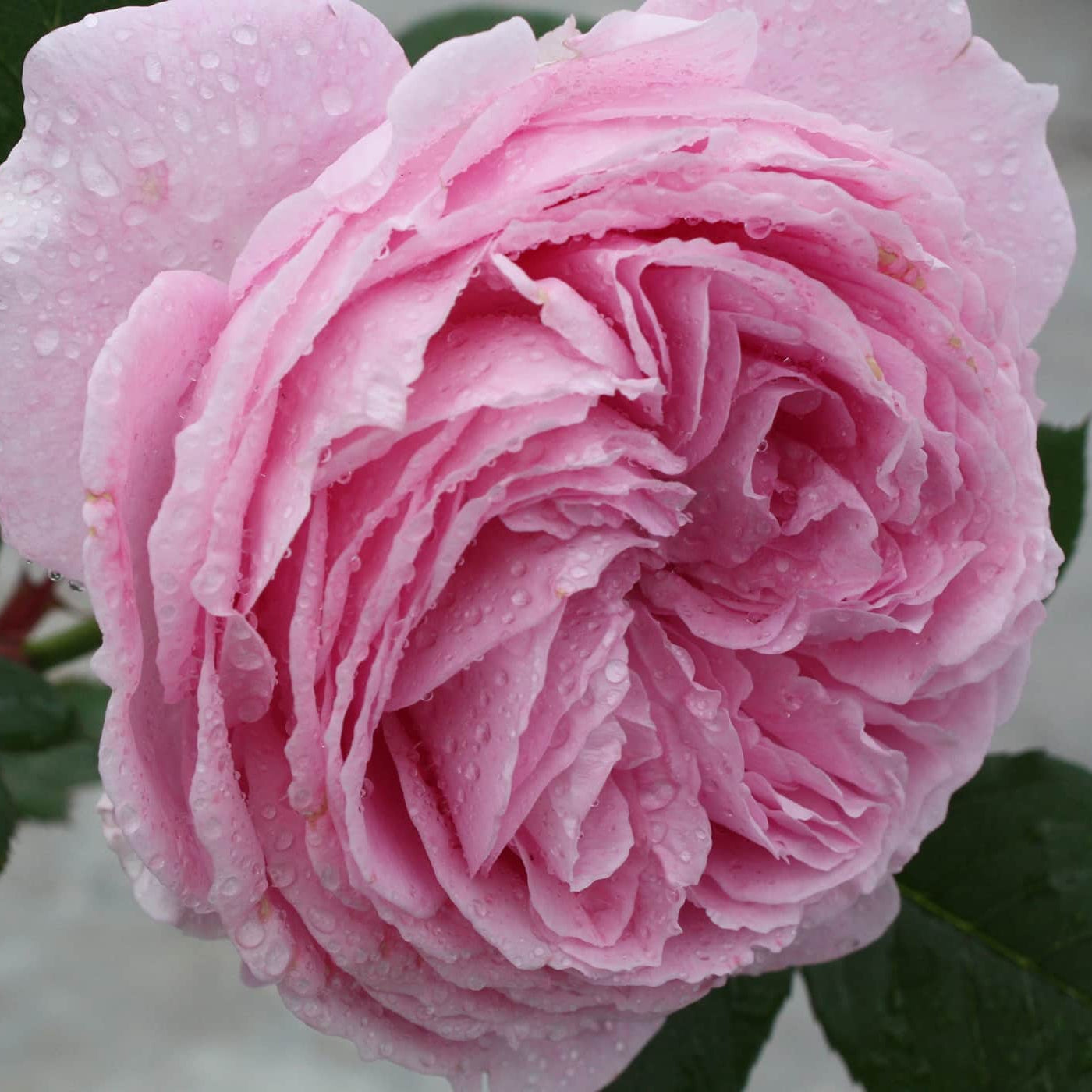 Parfuma® Summer Romance™ Potted Rose Bush