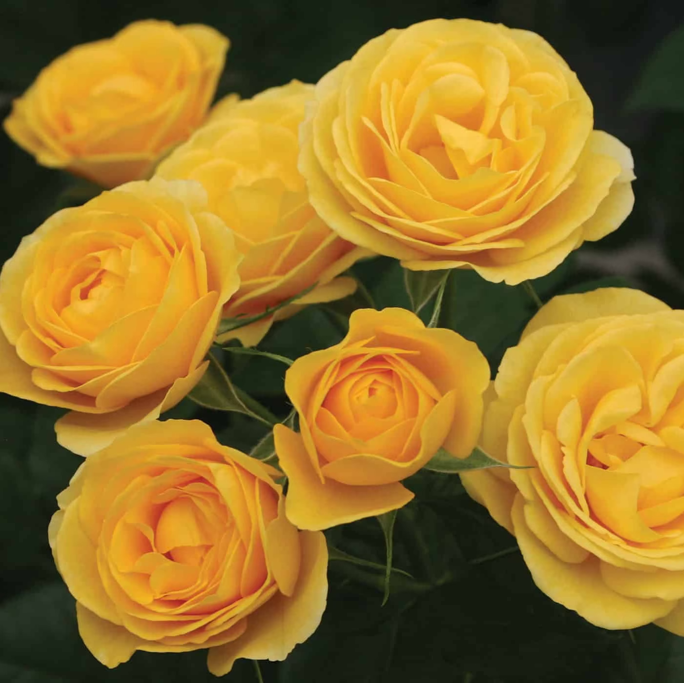 Veranda® Sunbeam™ Bare Root Tree Rose