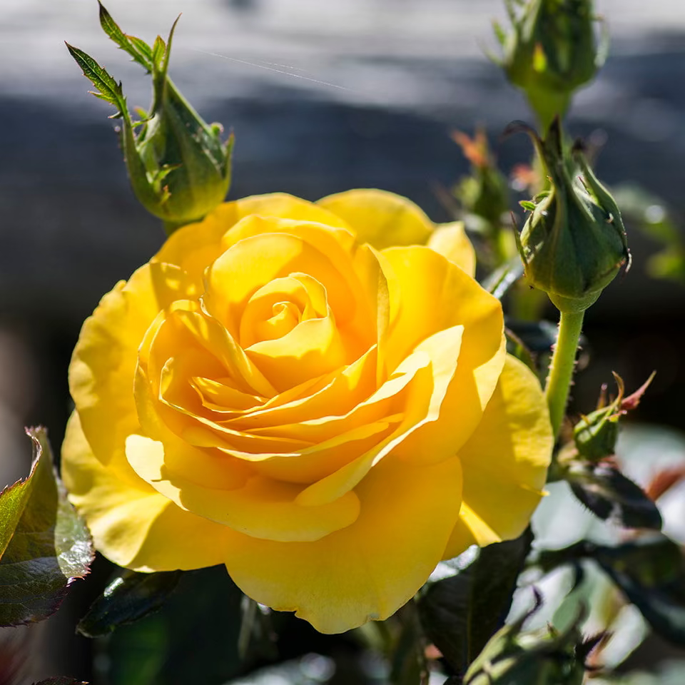 Veranda® Sunbeam Potted Rose Bush