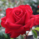 Sunbelt® Desmond Tutu™ Rose Bush