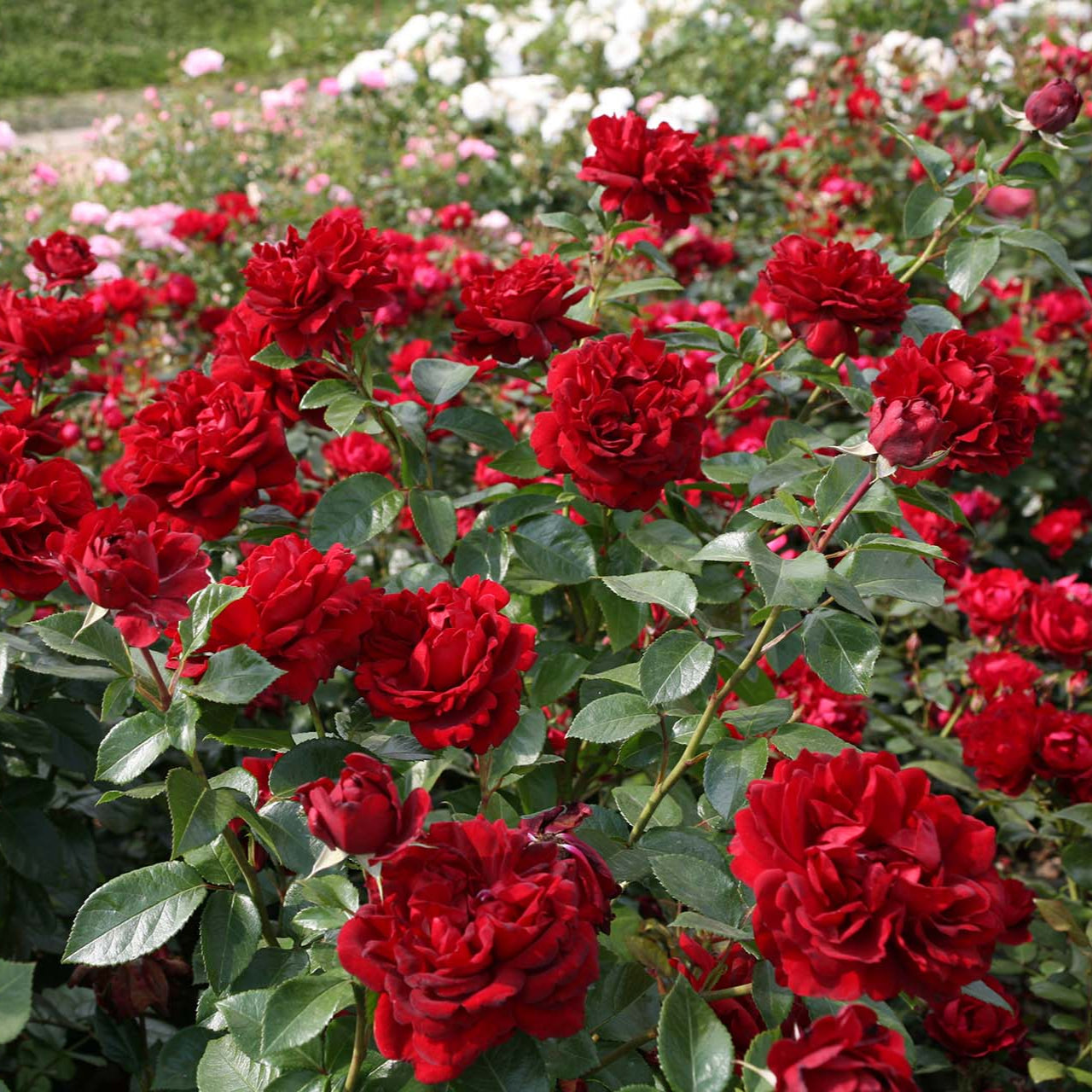 Sunbelt® Desmond Tutu™ Rose Bush