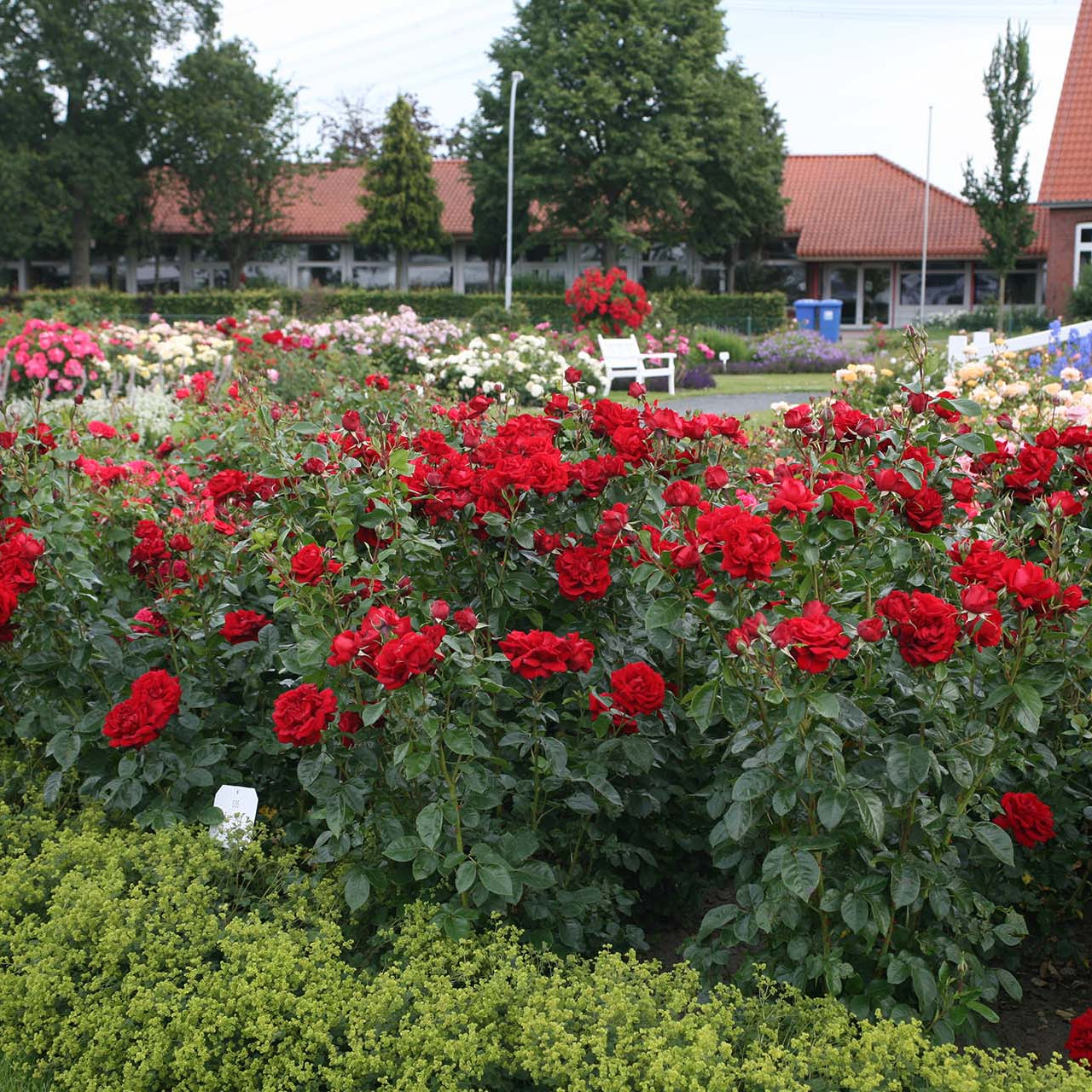 Sunbelt® Desmond Tutu™ Bare Root Rose Bush