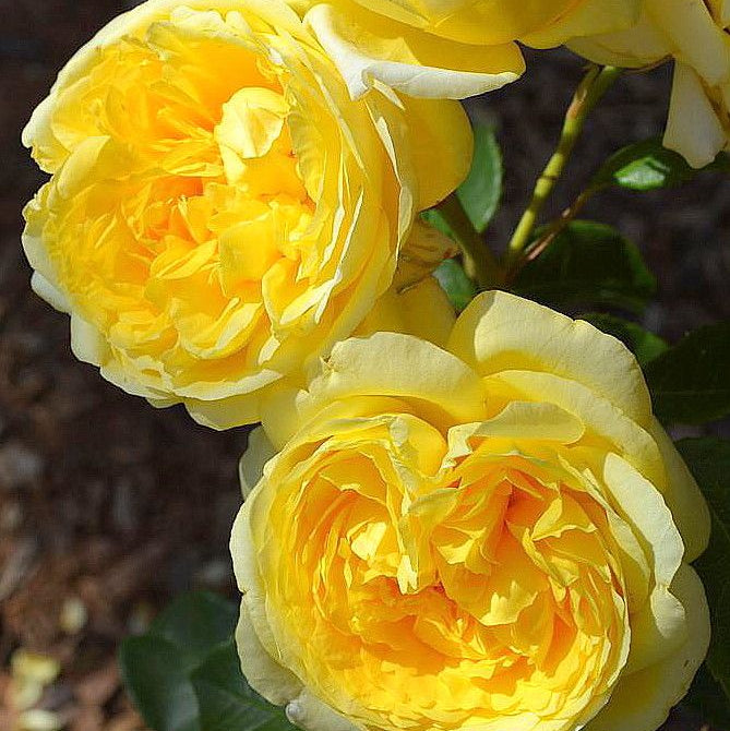 Sunbelt® Tupelo Honey™ Potted Rose Bush