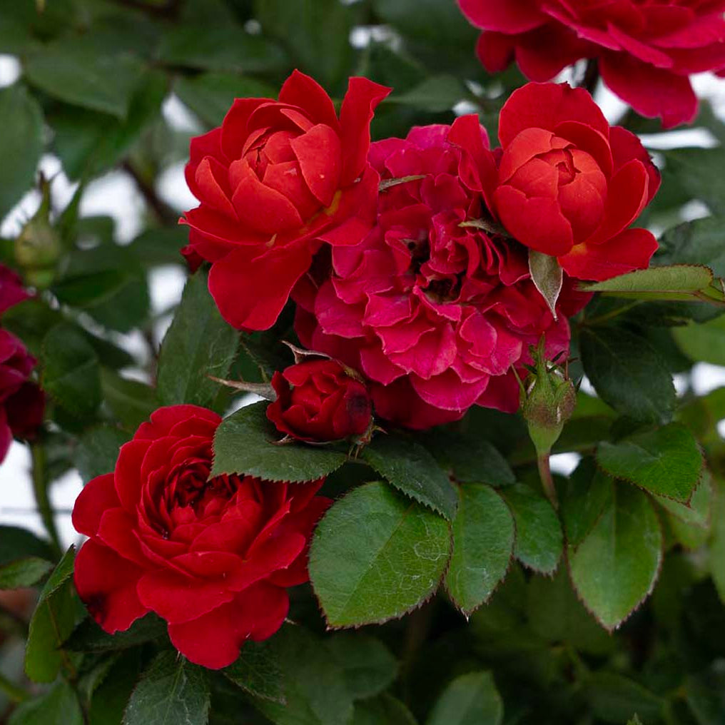 Watermelon Sunblaze® Potted Rose Bush
