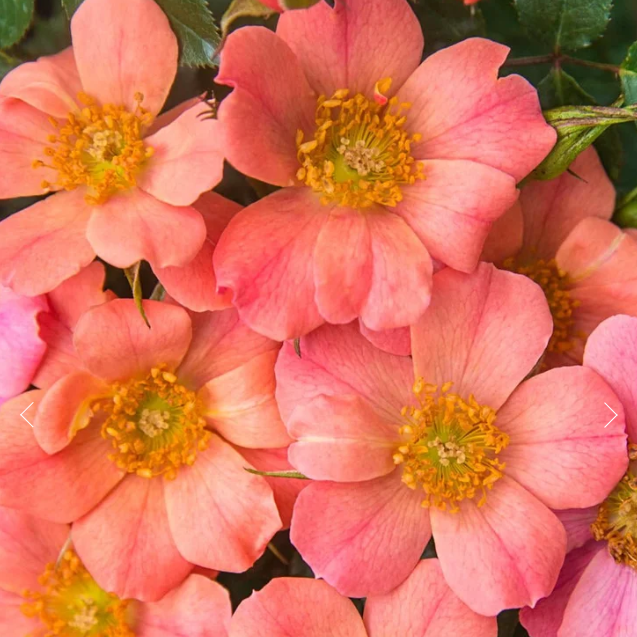 Sunset Happy Trails™ Bare Root Rose Bush