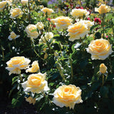 Sunshine Daydream Bare Root Rose Bush