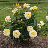 Sunshine Daydream Bare Root Rose Bush