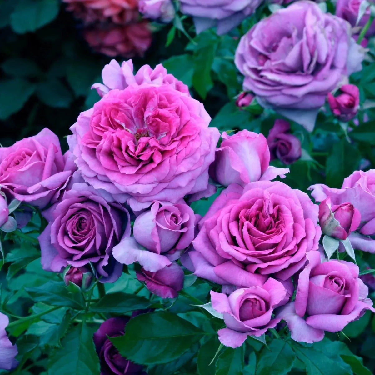 Sweet Madam Blue Rose Bush