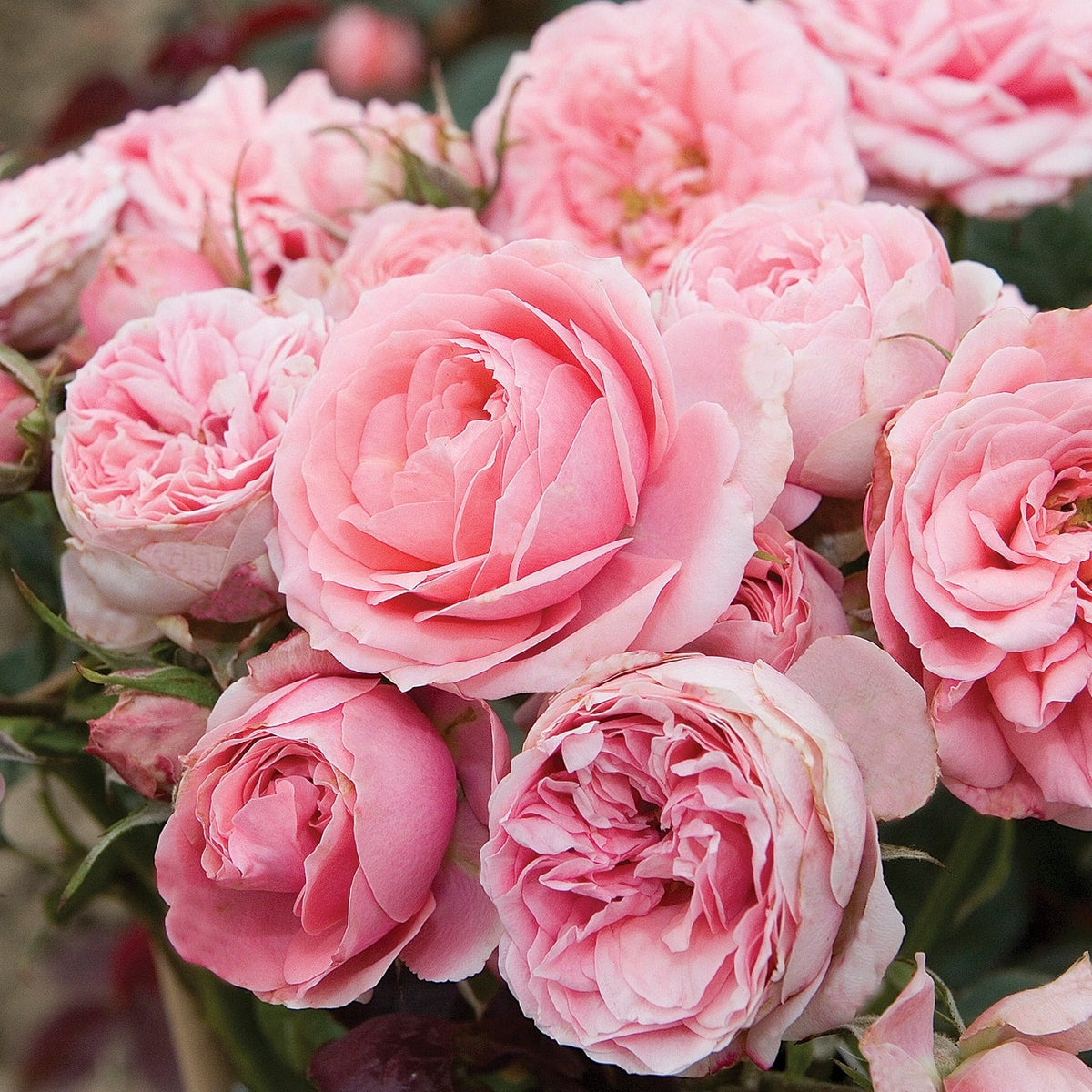 Sweet Sunblaze® Potted Rose Bush