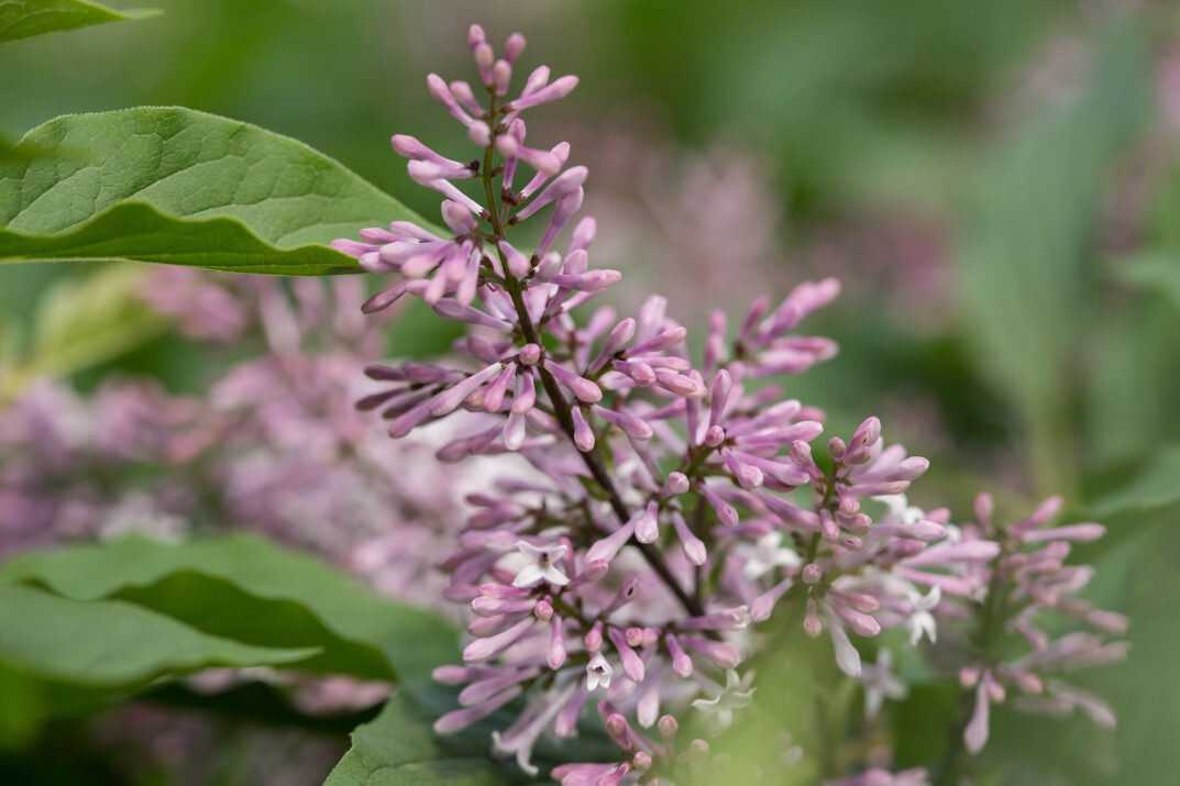 First Editions® Little Lady™ Bare Root Lilac Bush