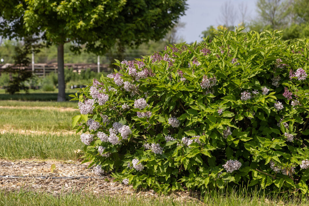 First Editions® Little Lady™ Bare Root Lilac Bush