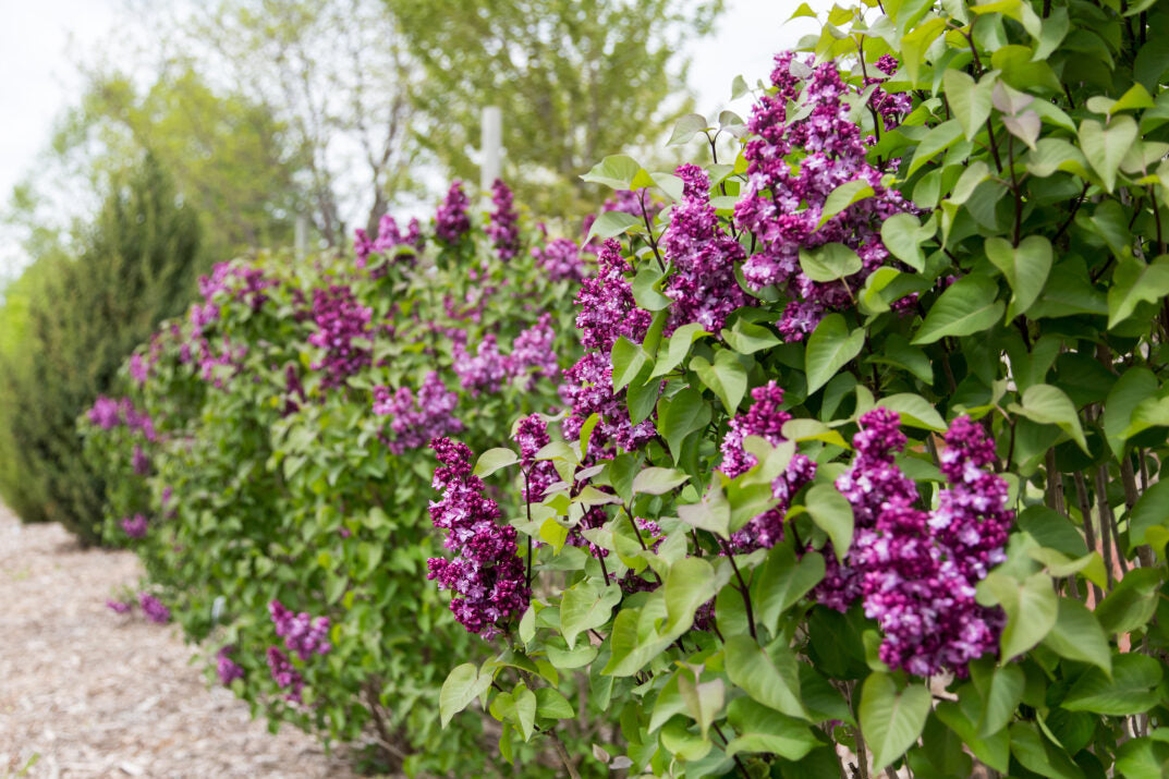 First Editions® Virtual Violet® Bare Root Lilac Bush